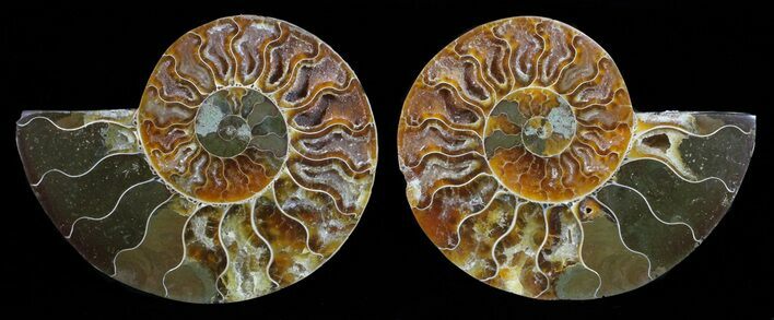 Polished Ammonite Pair - Agatized #59446